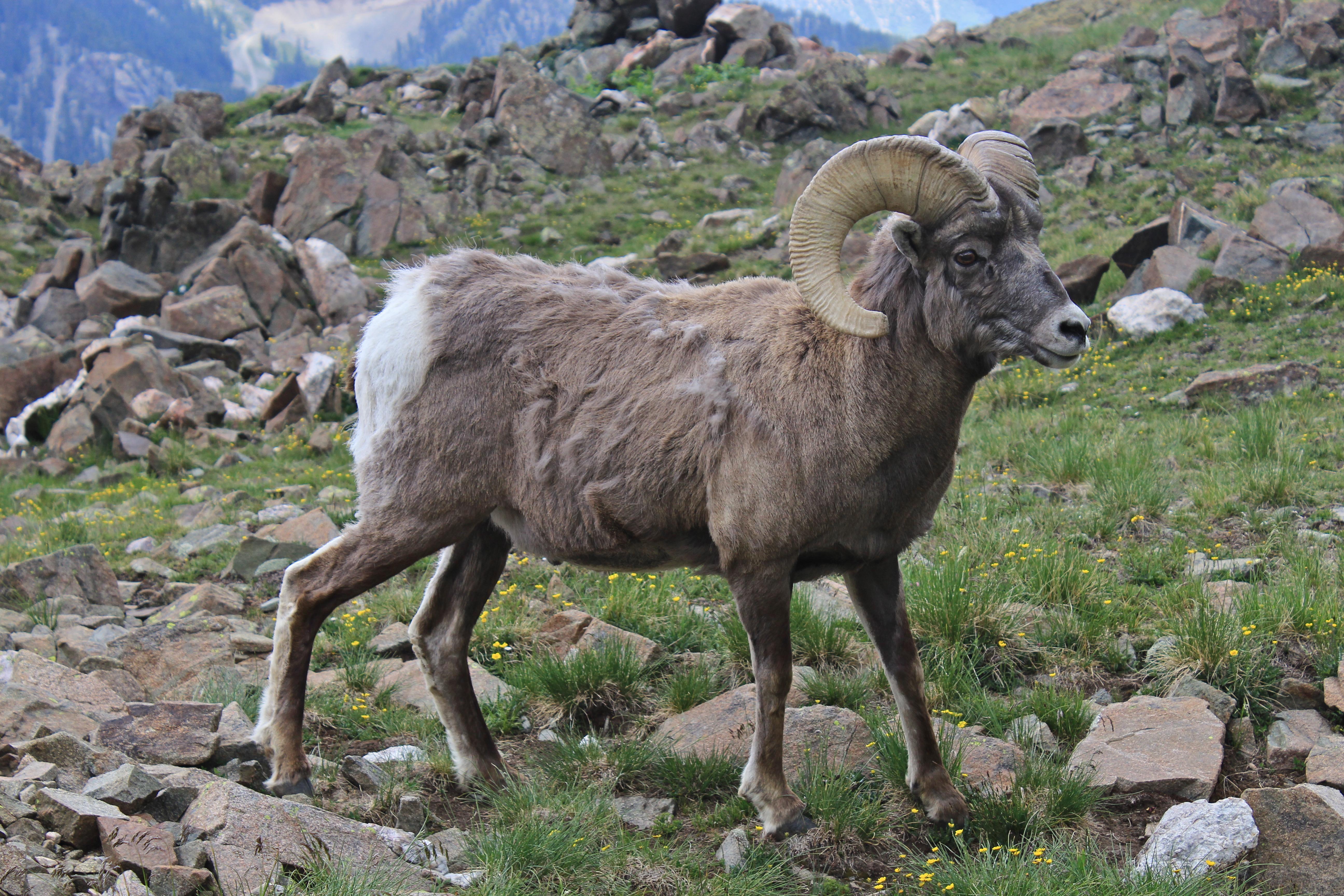 5184x3456 Bighorn sheep