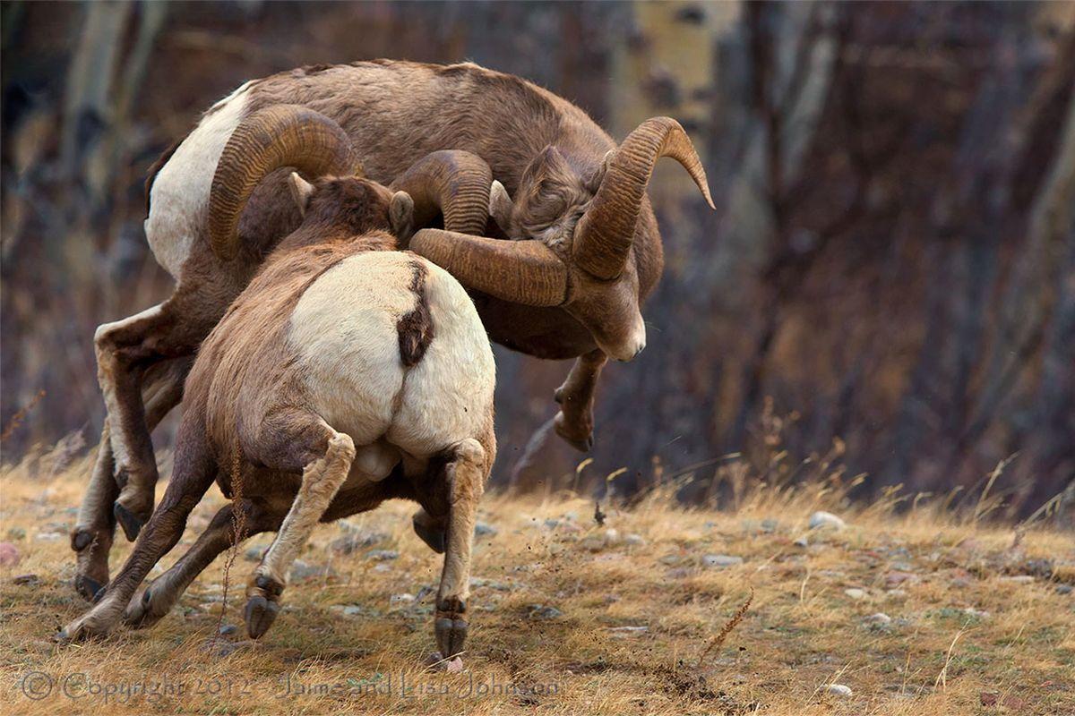 1200x800 Record $480K Bid For Montana Bighorn Tag. The Spokesman Review