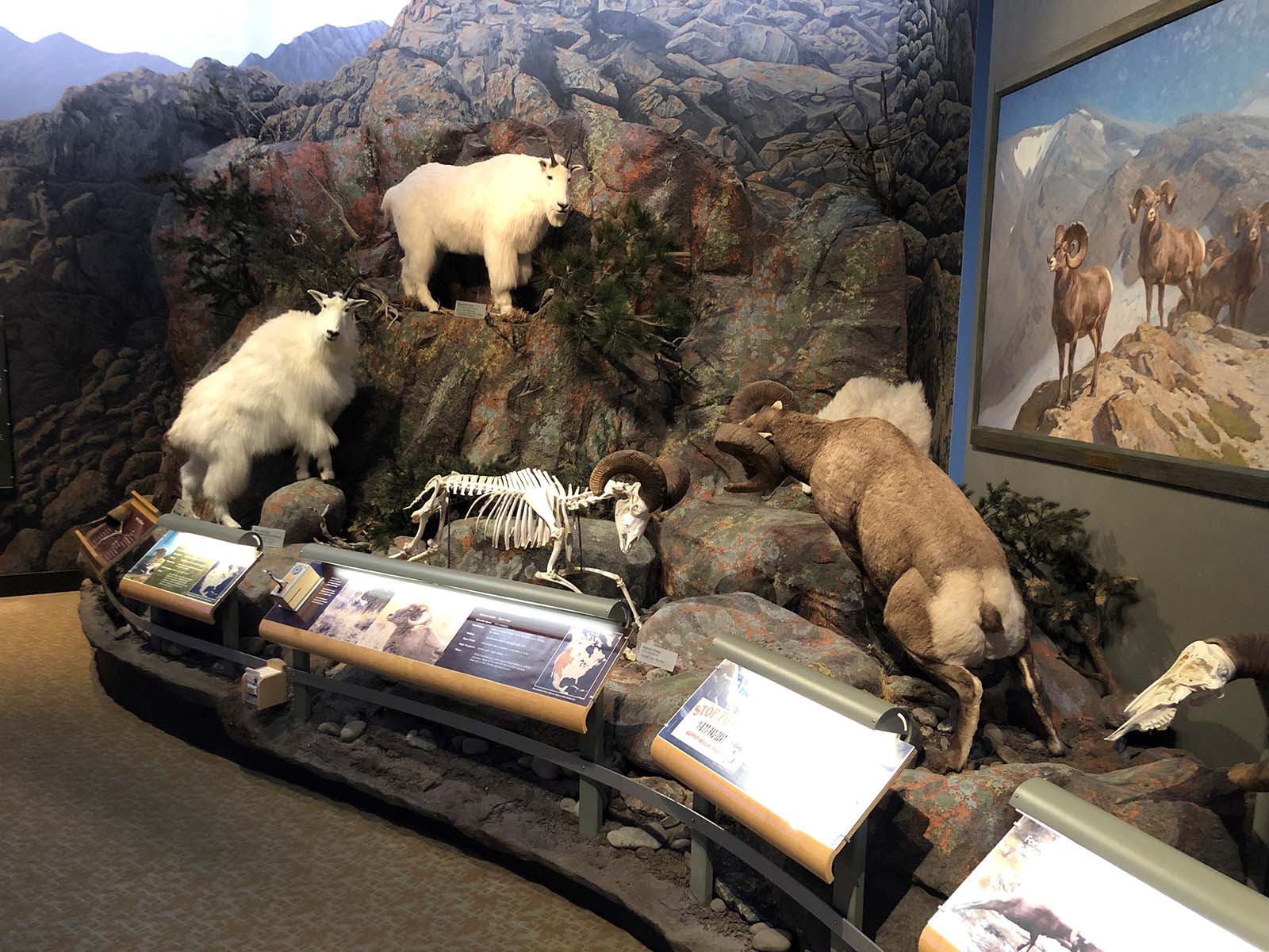 1600x1200 Treasures: Rocky Mountain Bighorn Sheep