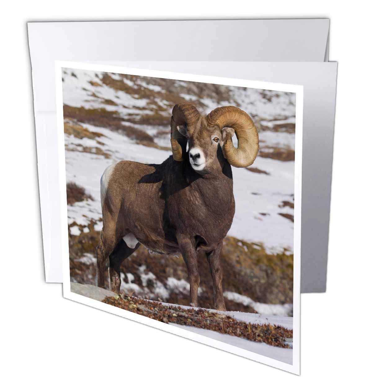 1238x1238 Amazon.com : 3DRose Rocky Mountain Bighorn Sheep Ram Card, 6 x Single (gc_258029_5) : Office Products