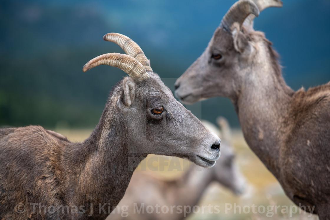 1120x747 Rocky Mountain Bighorn Sheep, download or print for £15.37