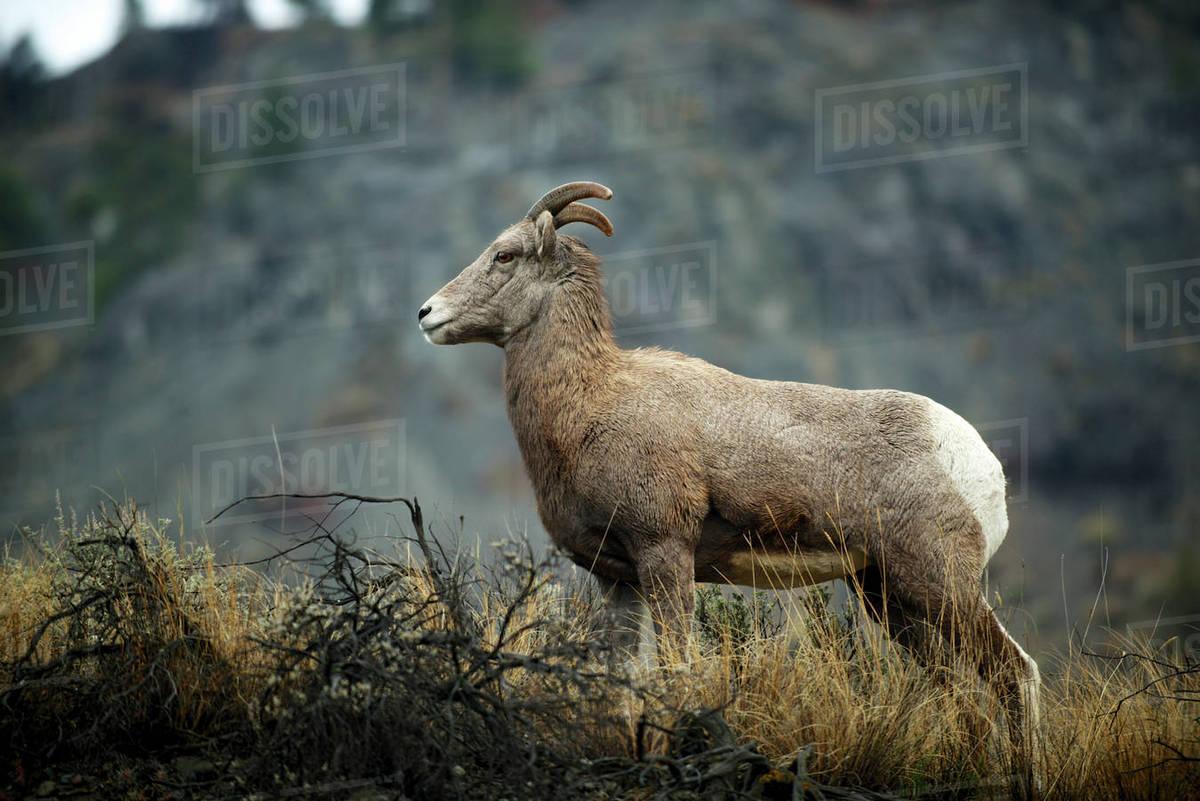 1200x801 Rocky Mountain Bighorn sheep ewe in the Cascade mountains of British Columbia along the Thompson River