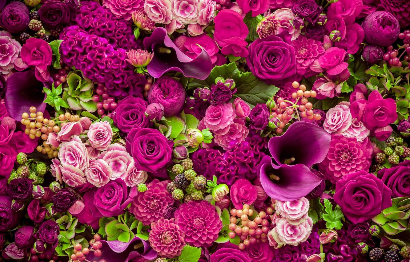 1332x850 Wallpaper flowers, roses, pink, buds, pink, flowers, beautiful, romantic, purple, roses image for desktop, section цветы