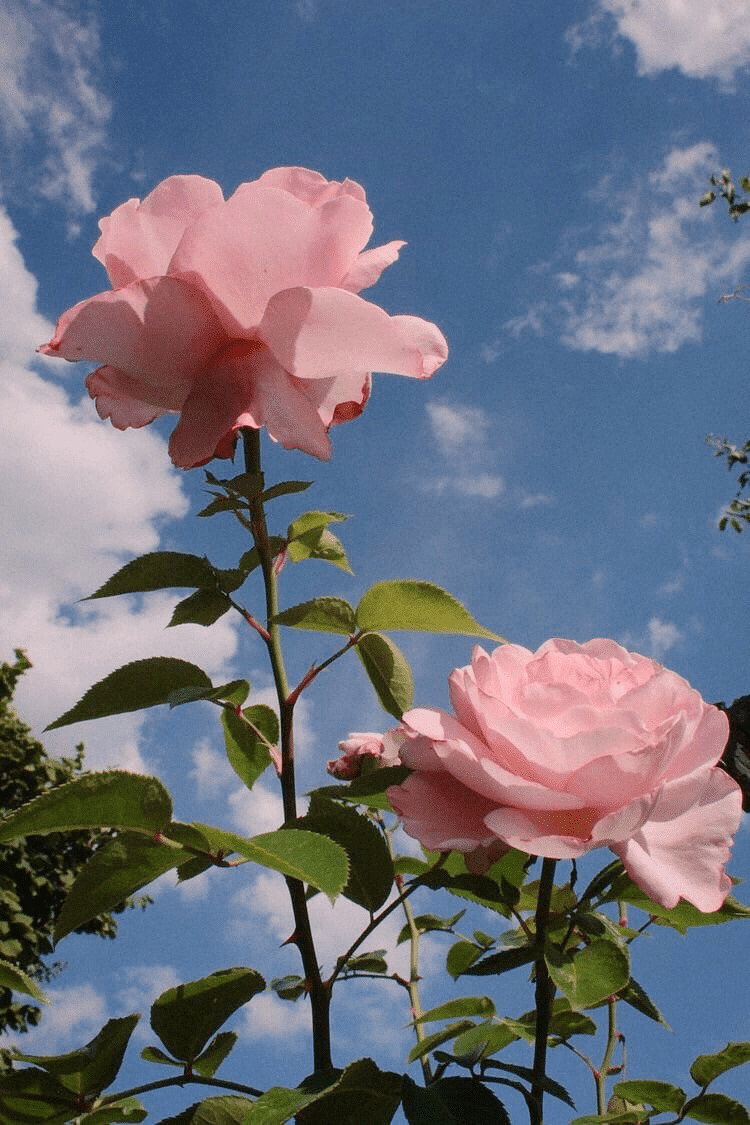 750x1125 OFFER ENDS SOON=> This item For learn survival skills near me looks entirely amazing, have to. Aesthetic roses, Flower aesthetic, Beautiful flowers wallpaper