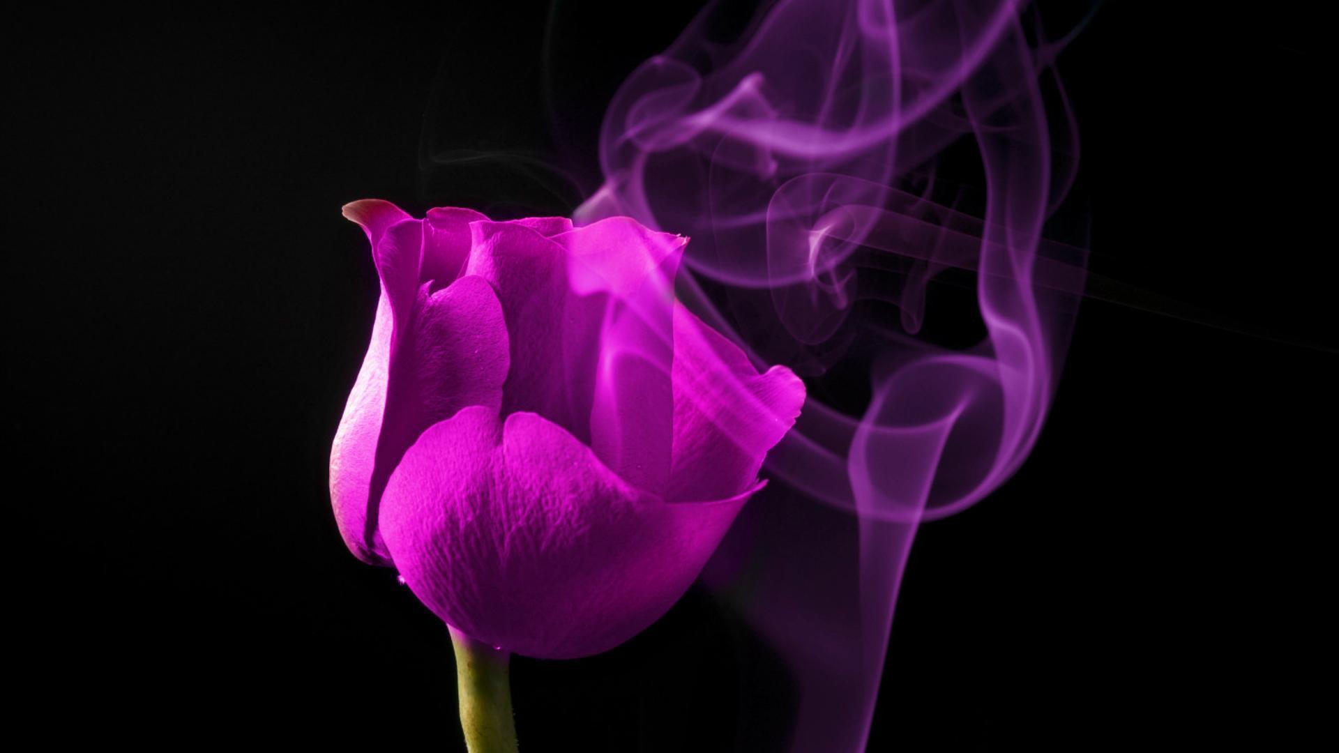 1920x1080 Free download purple rose on a black background wallpaper and image wallpaper [1920x1080] for your Desktop, Mobile & Tablet. Explore Pink and Black Rose Wallpaper. Pink and Black Rose