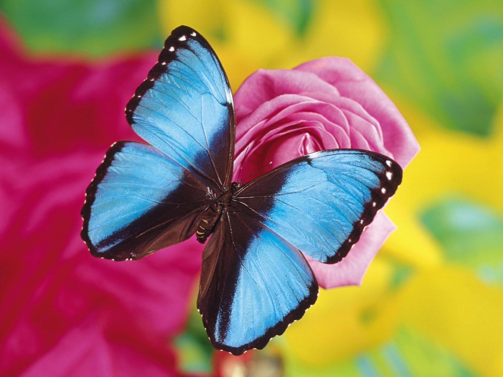 1600x1200 Blue Butterfly on Pink Rose Wallpaper and Background Imagex1200