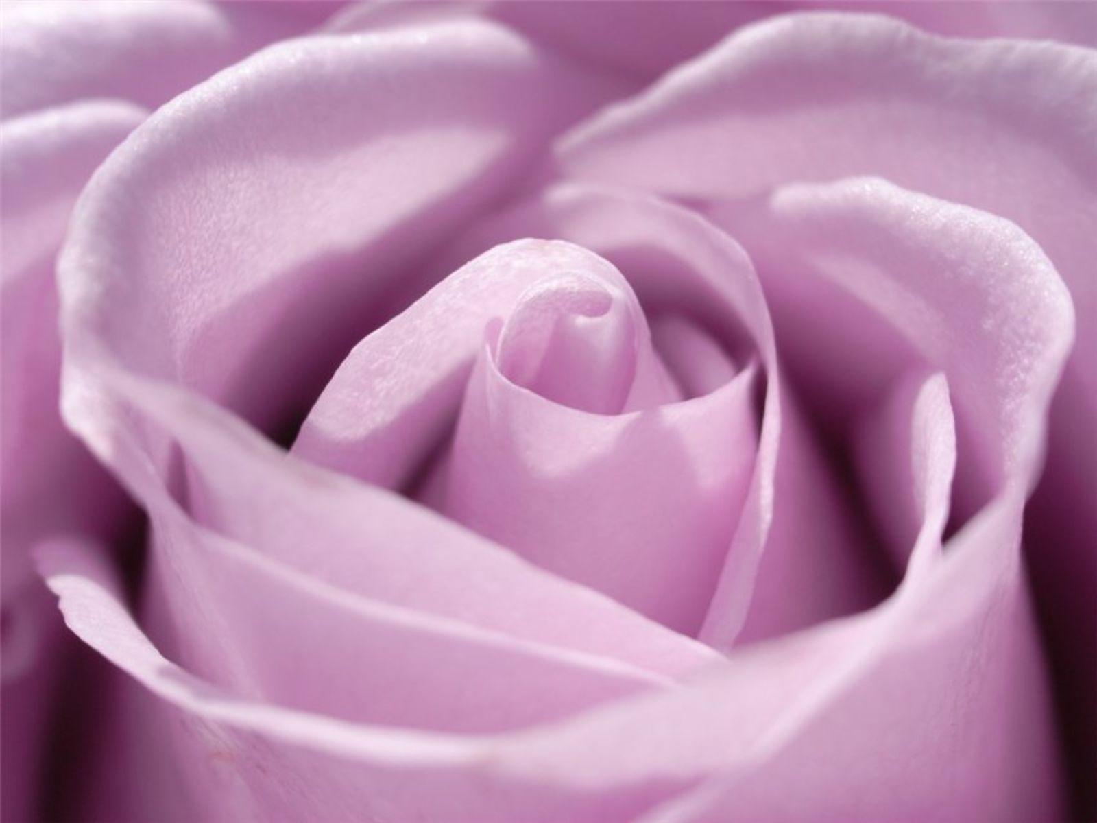 1600x1200 Purple Rose Light Purple Background