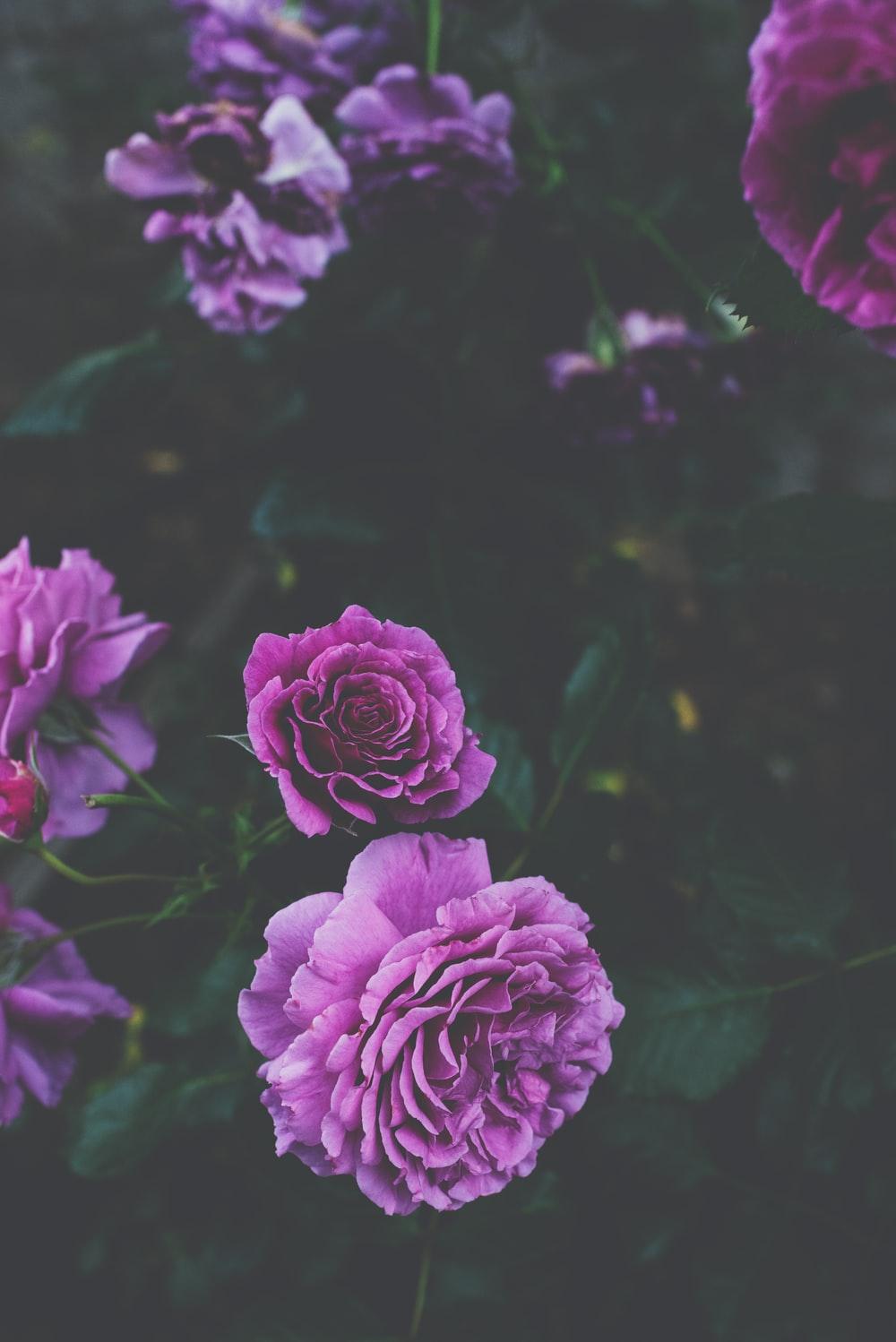 1000x1498 Purple Rose Picture. Download Free Image