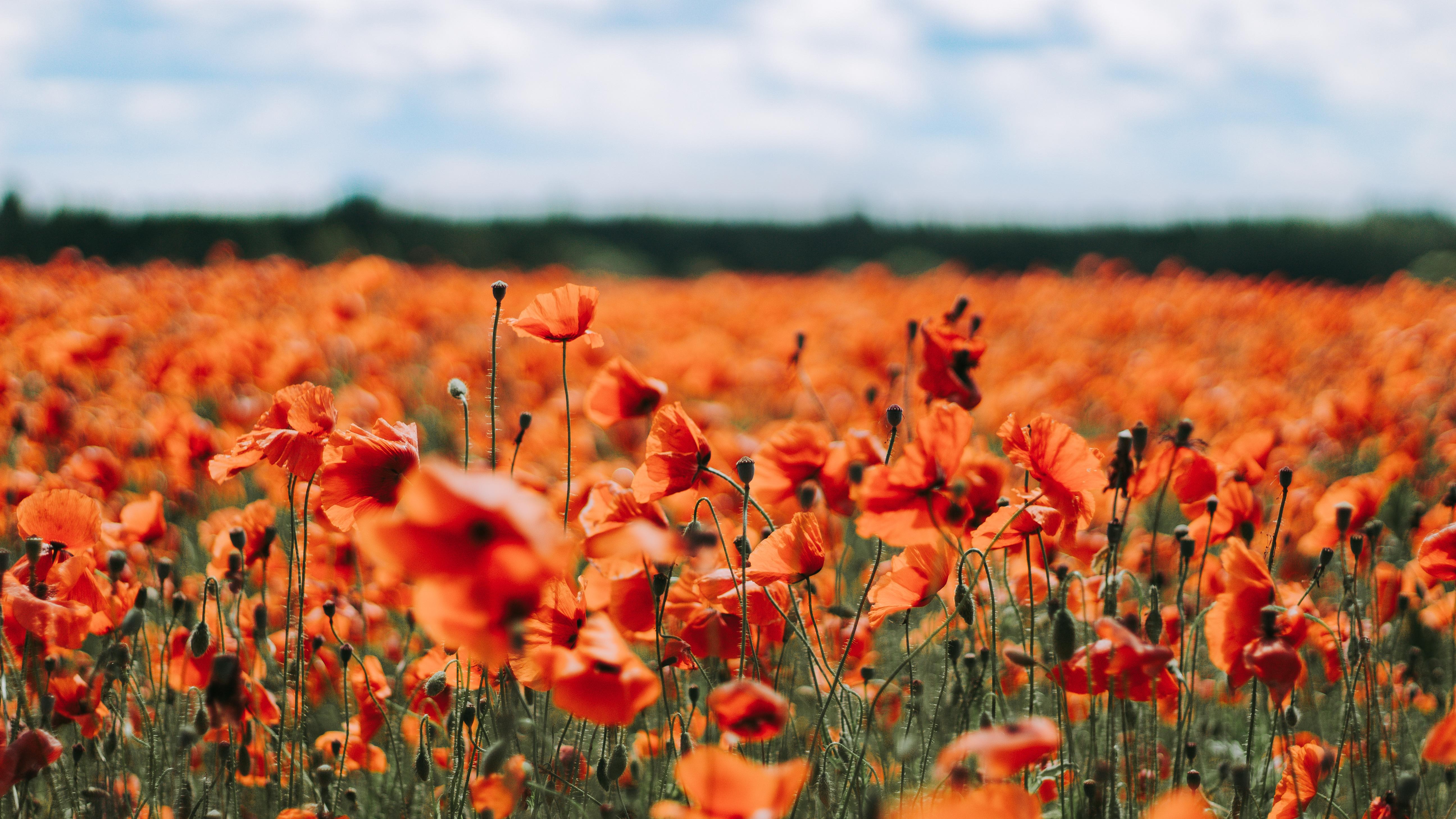 Orange Poppies Wallpapers - Top Free Orange Poppies Backgrounds