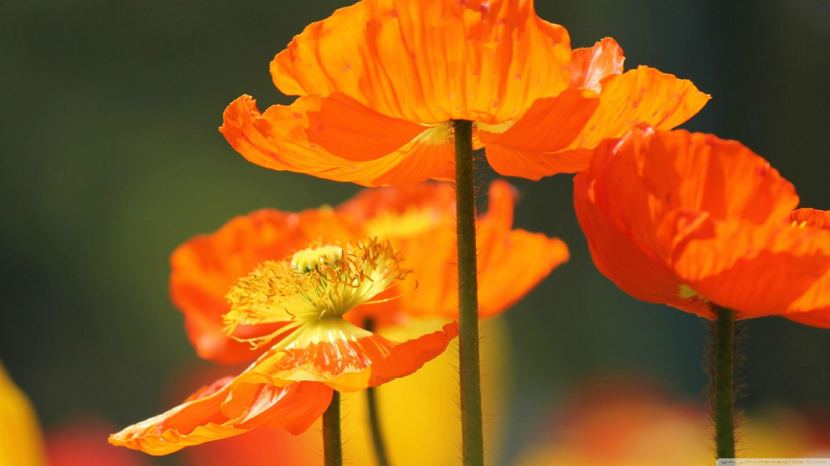 Orange Poppy Wallpapers Top Free Orange Poppy Backgrounds