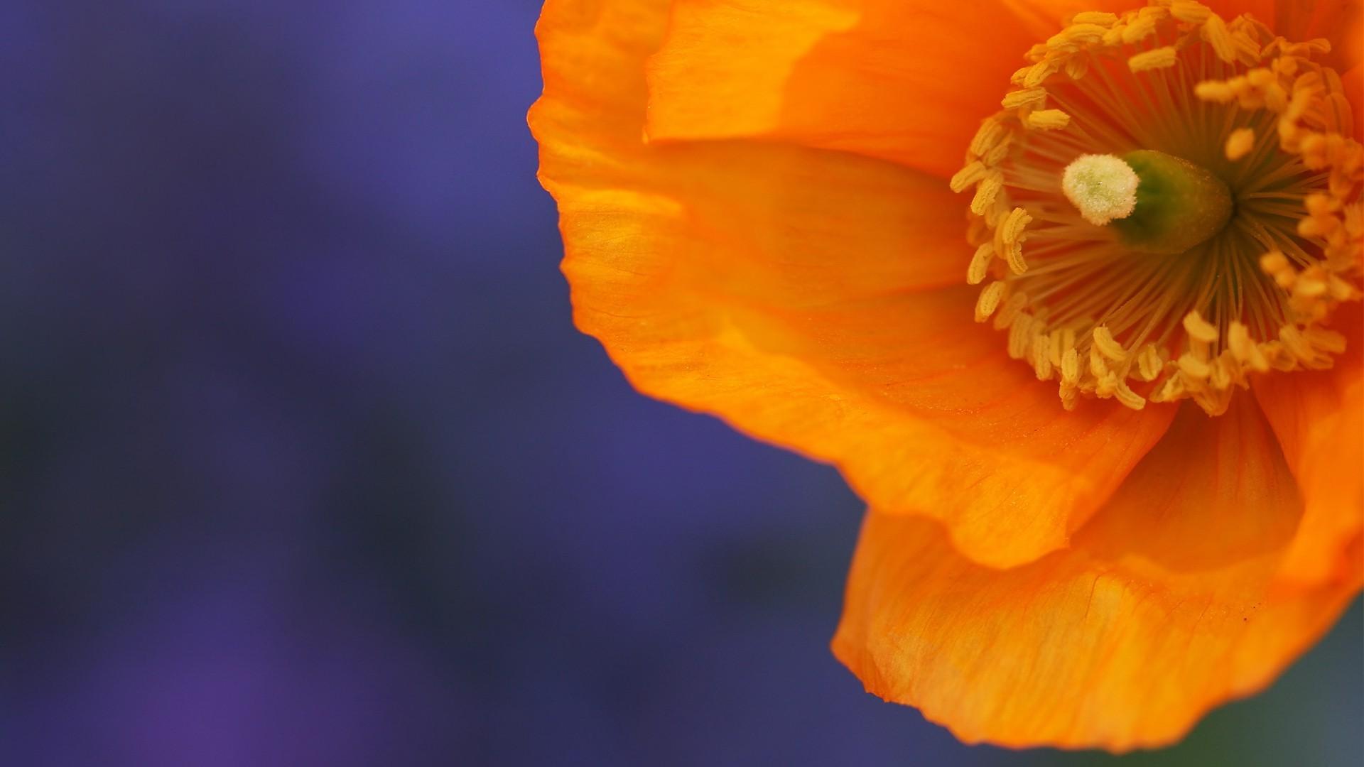 Orange Poppy Wallpapers - Top Free Orange Poppy Backgrounds