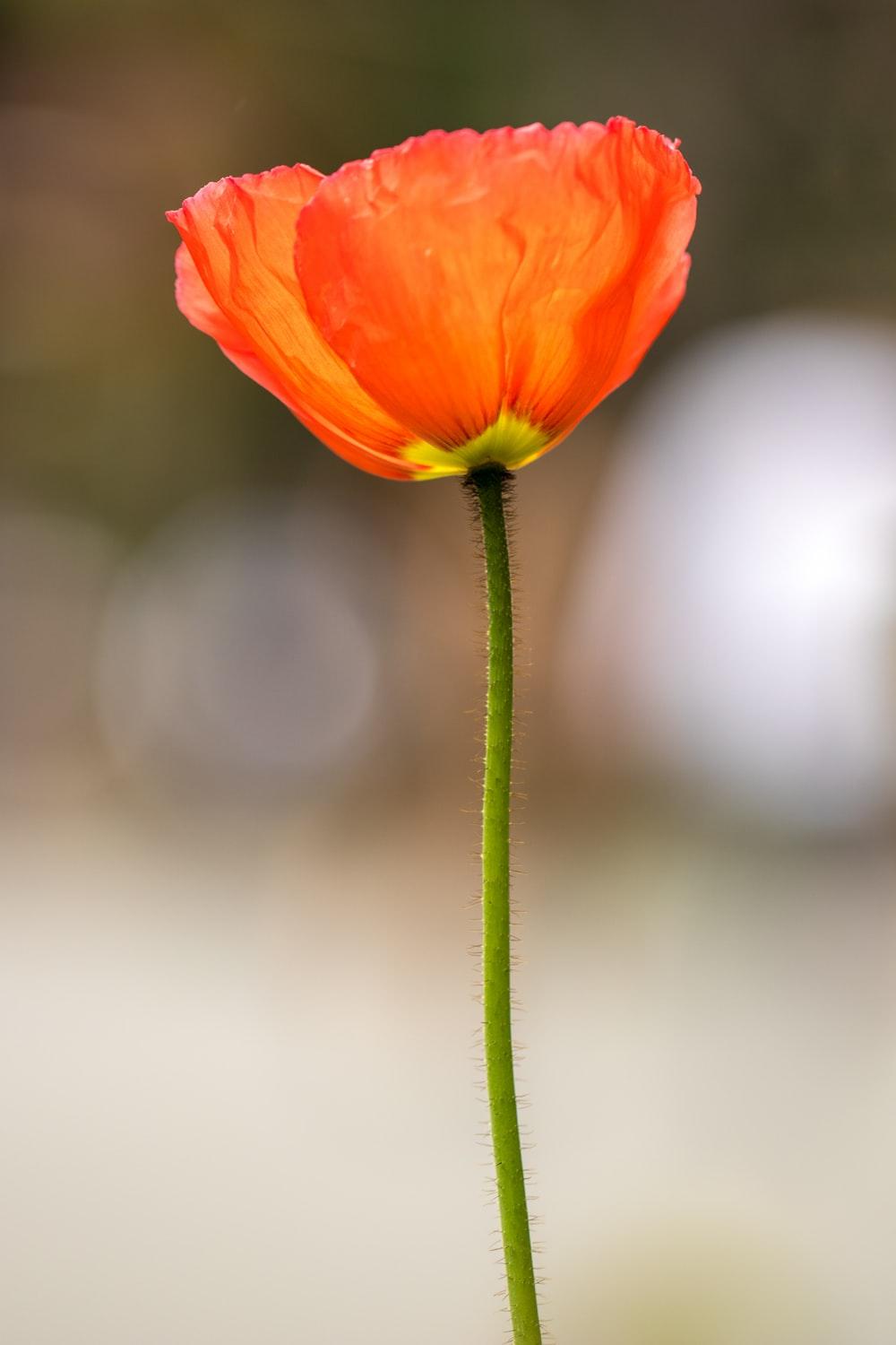 Orange Poppy Wallpapers - Top Free Orange Poppy Backgrounds