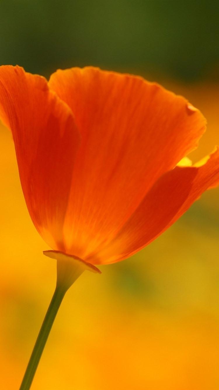 Orange Poppy Wallpapers - Top Free Orange Poppy Backgrounds