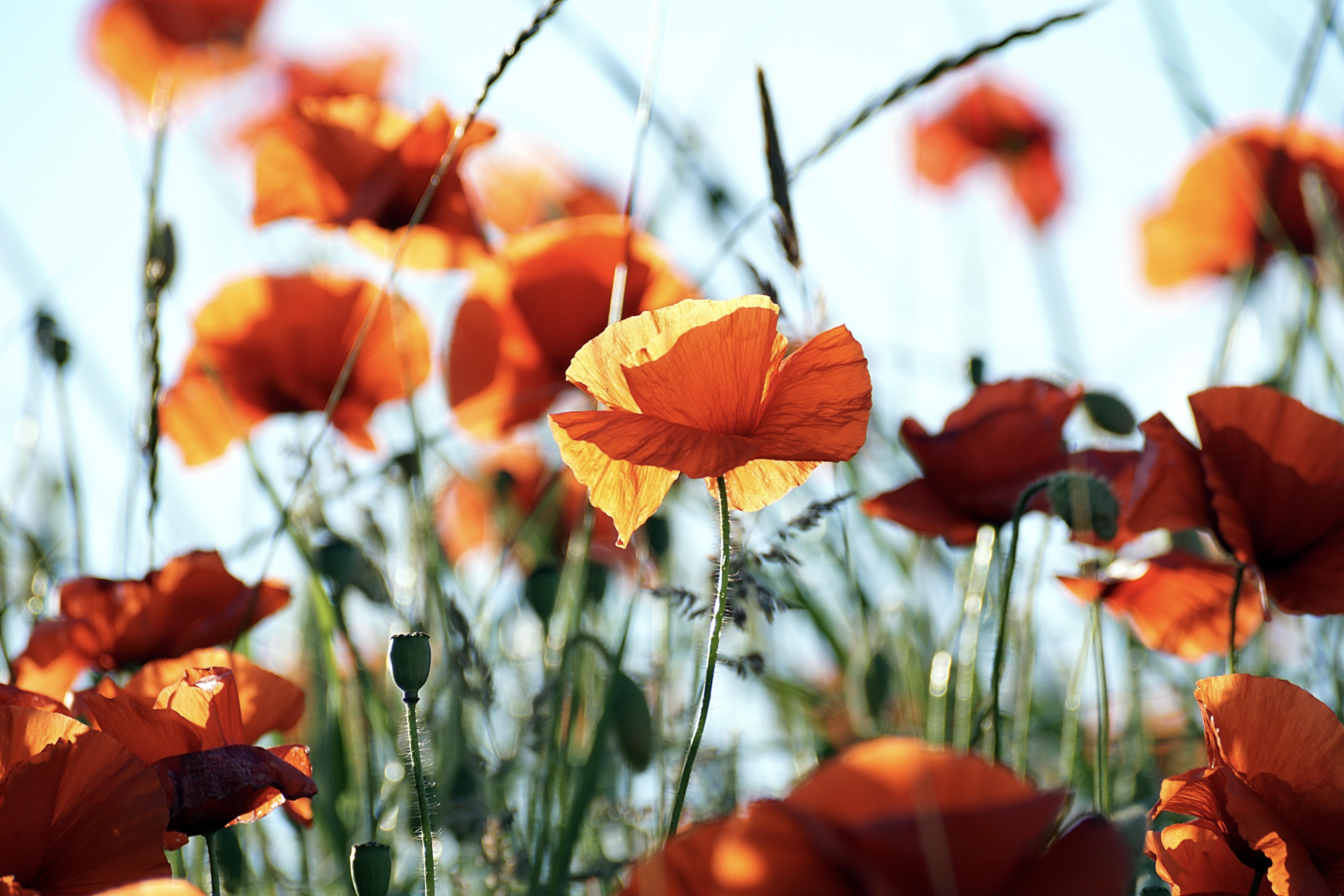 Orange Poppy Wallpapers - Top Free Orange Poppy Backgrounds