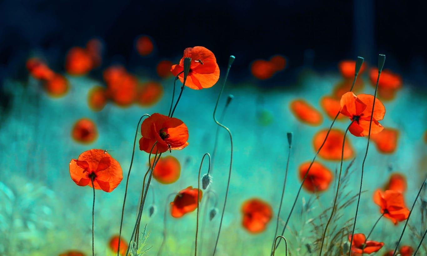 Orange Poppy Wallpapers Top Free Orange Poppy Backgrounds