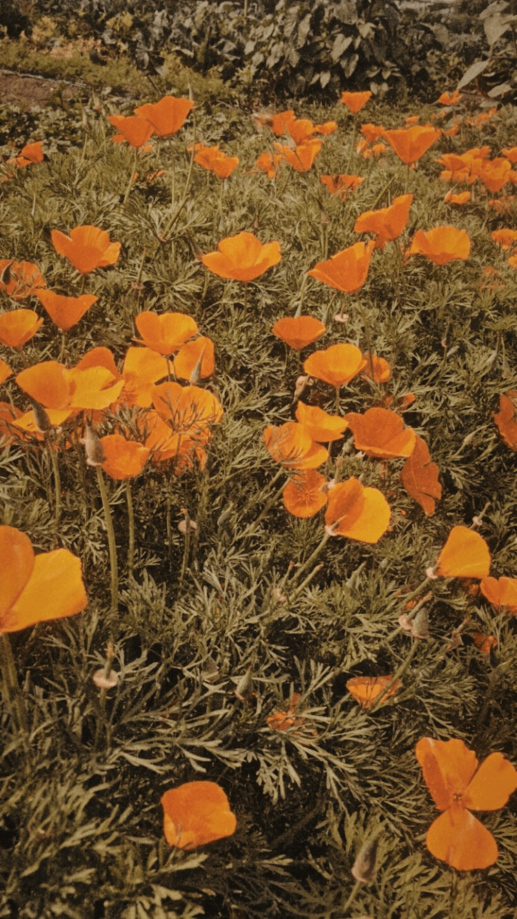 750x1334 StephC. Orange aesthetic, Nature aesthetic, Orange wallpaper