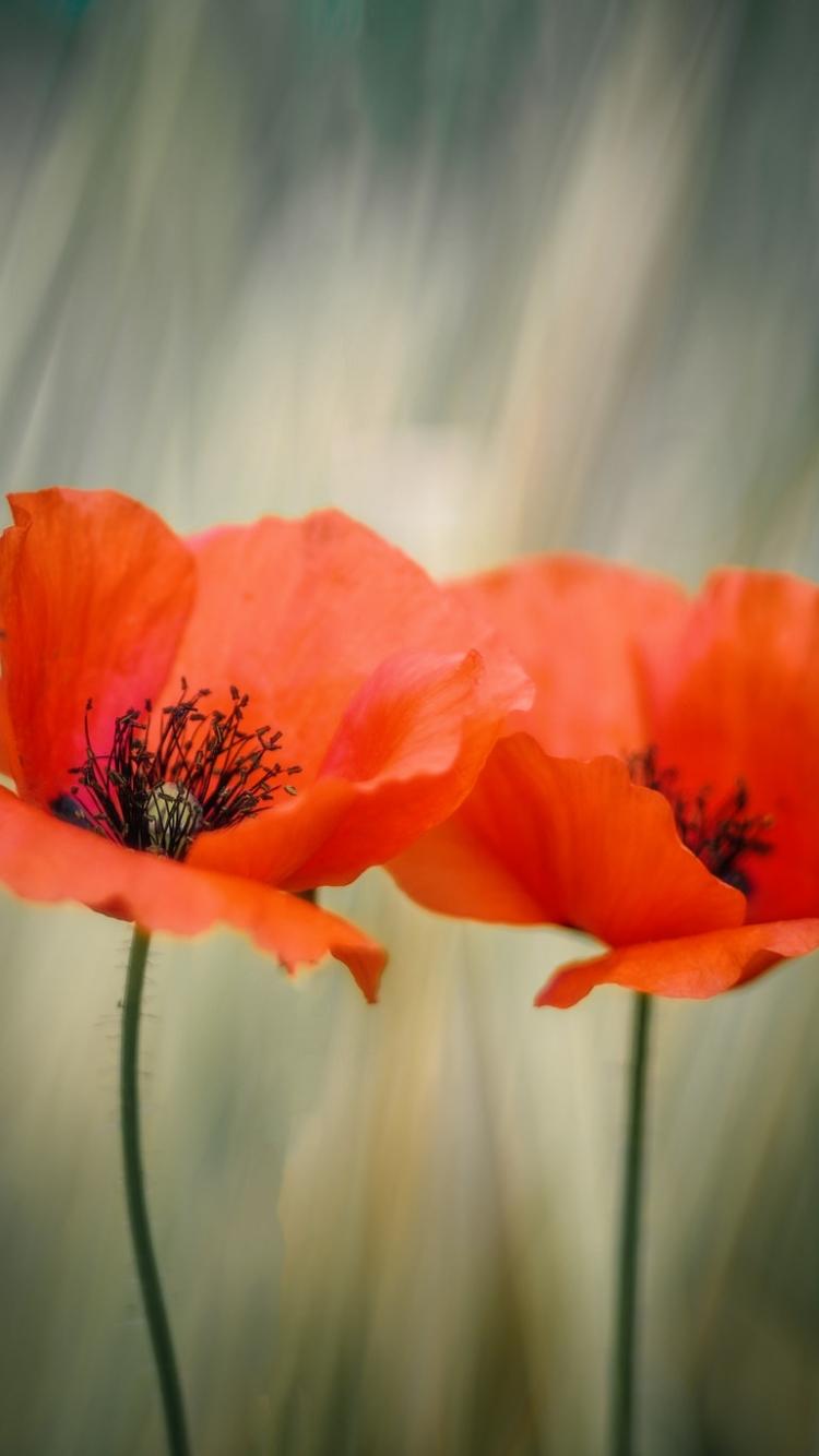 Orange Poppy Wallpapers - Top Free Orange Poppy Backgrounds