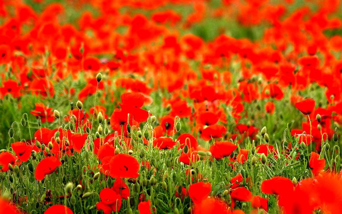 Orange Poppy Wallpapers - Top Free Orange Poppy Backgrounds 