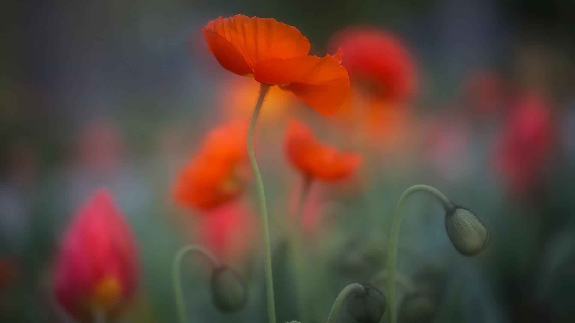 Orange Poppy Wallpapers - Top Free Orange Poppy Backgrounds