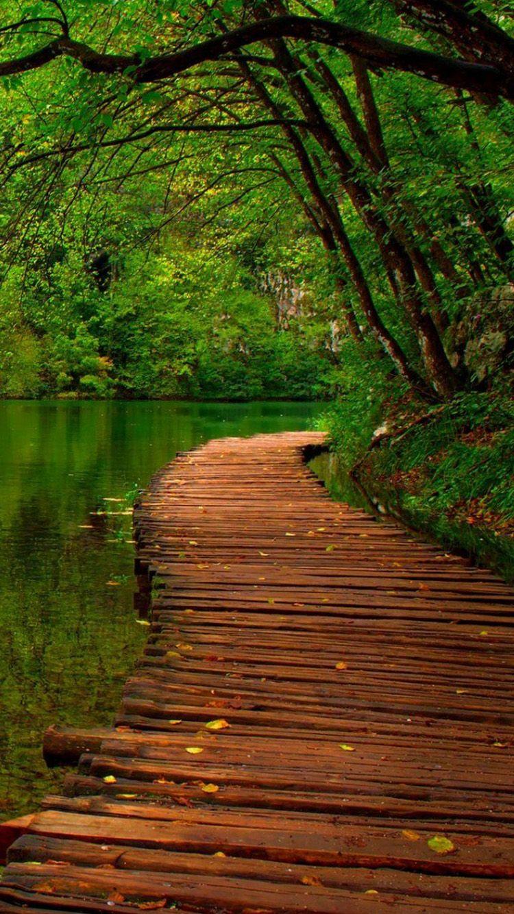 750x1334 Forest Park iPhone 6 Wallpaper. Forest wallpaper iphone, Forest wallpaper, Nature wallpaper