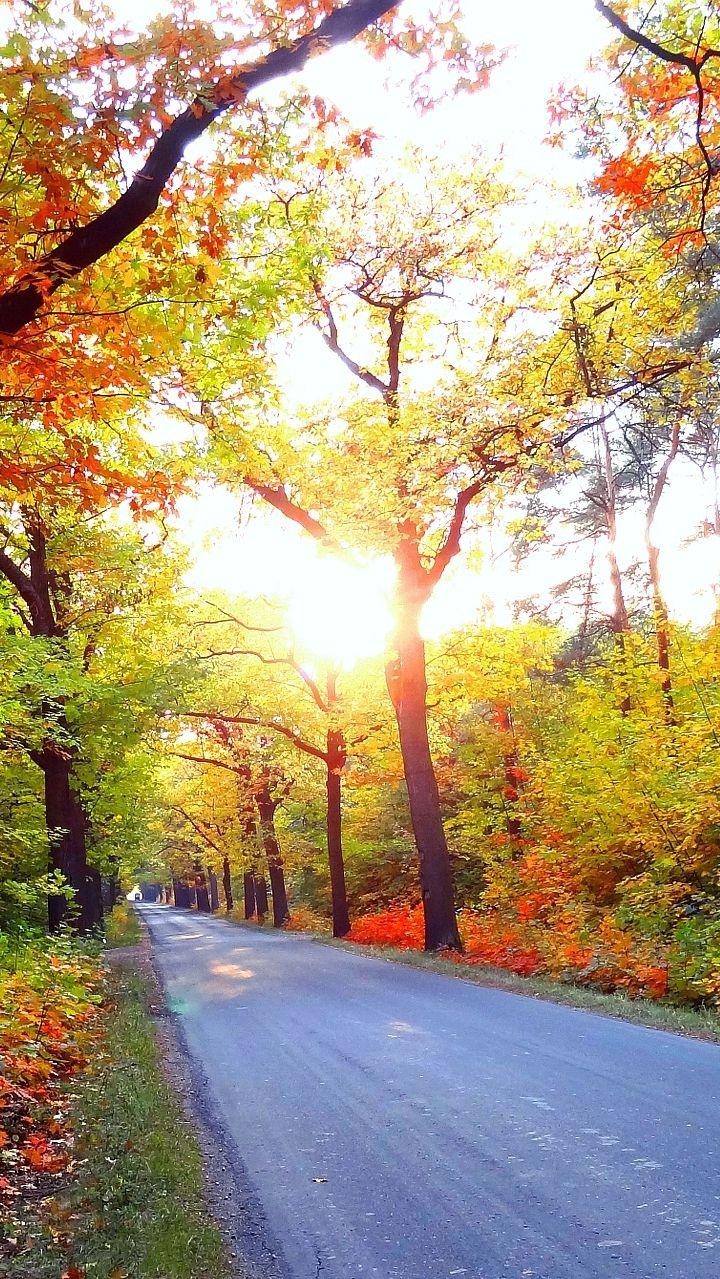 720x1279 Nature Park Road Trees IPhone Wallpaper Wallpaper. IPhone Wallpaper, IPhone Wallpaper Sky, Android Wallpaper