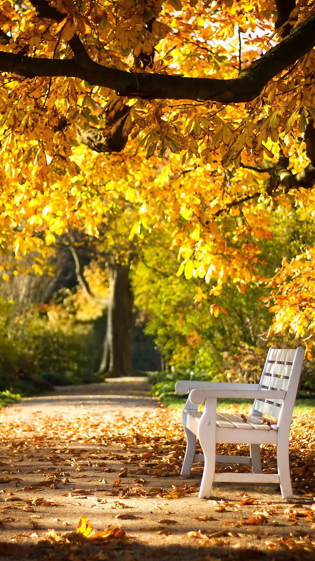 1080x1920 Autumn Park iPhone Wallpaper HD