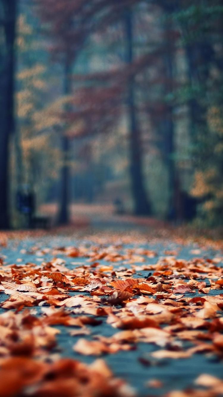 750x1334 Autumn Rusty Leaves Park Alley iPhone 6 Wallpaper