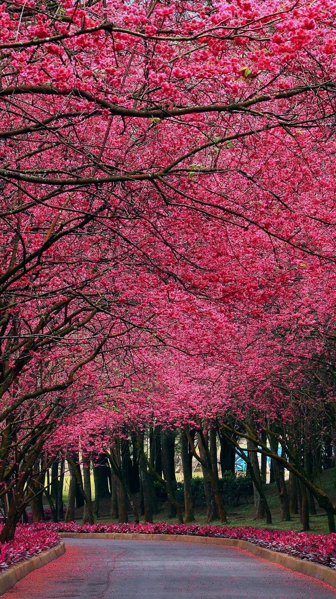 674x1200 Pink Flowers Autumn Trees Park IPhone Wallpaper Wallpaper : IPhone Wallpaper