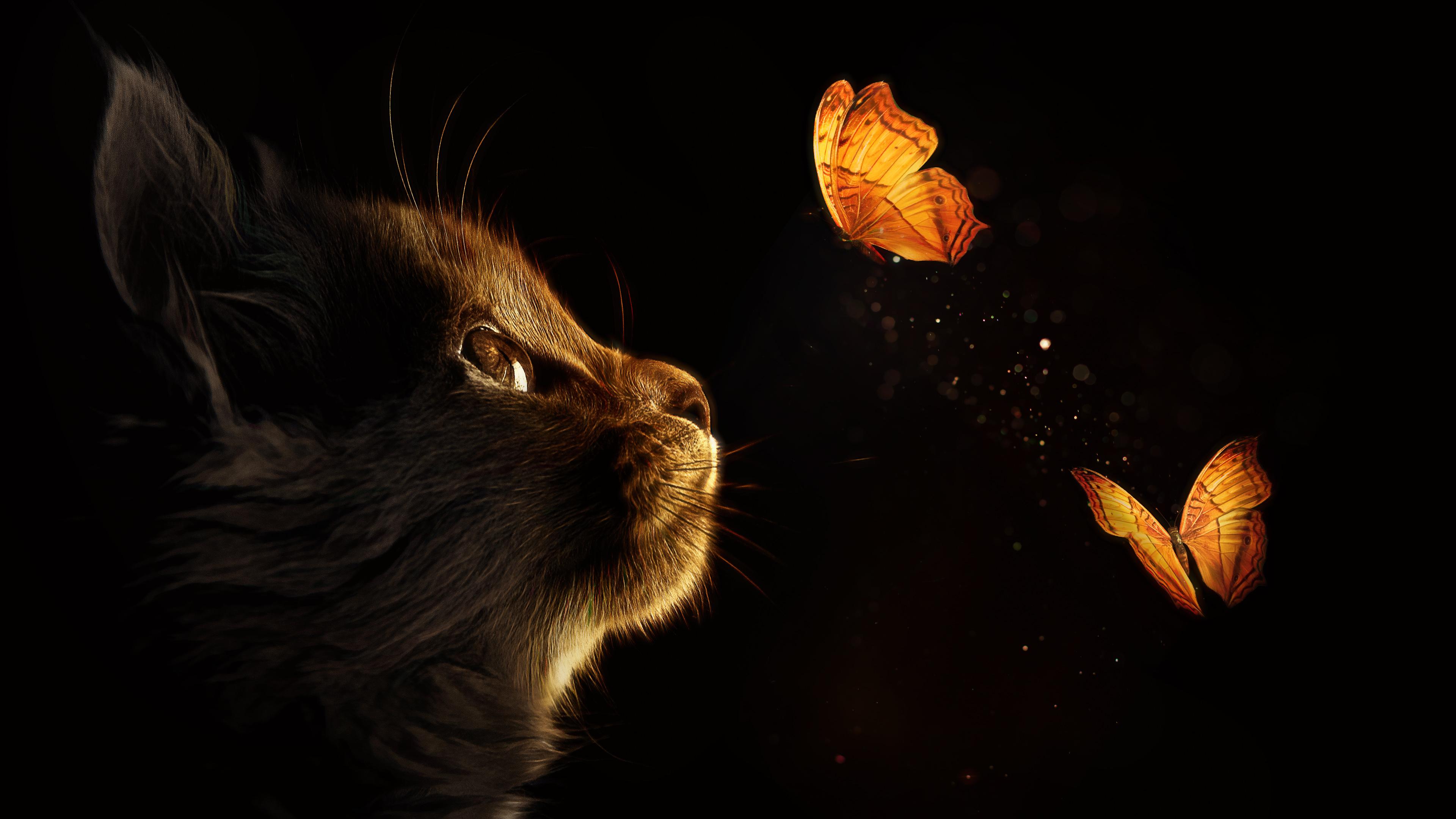 3840x2160 Kitten Wallpaper 4K, Cat, Butterflies, Black background, Glowing, Animals