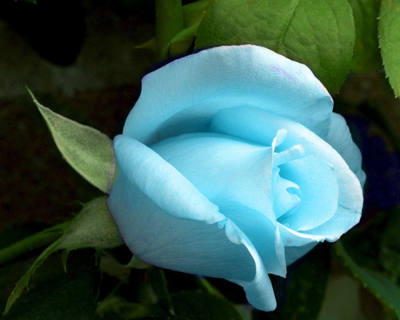 1280x1024 Free Blue Rose Wallpaper
