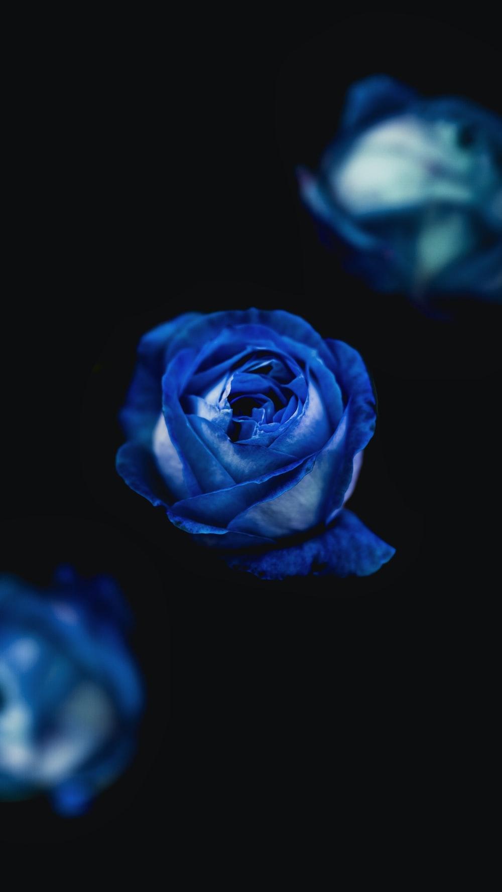 1000x1778 Blue Roses Picture [HD]. Download Free Image