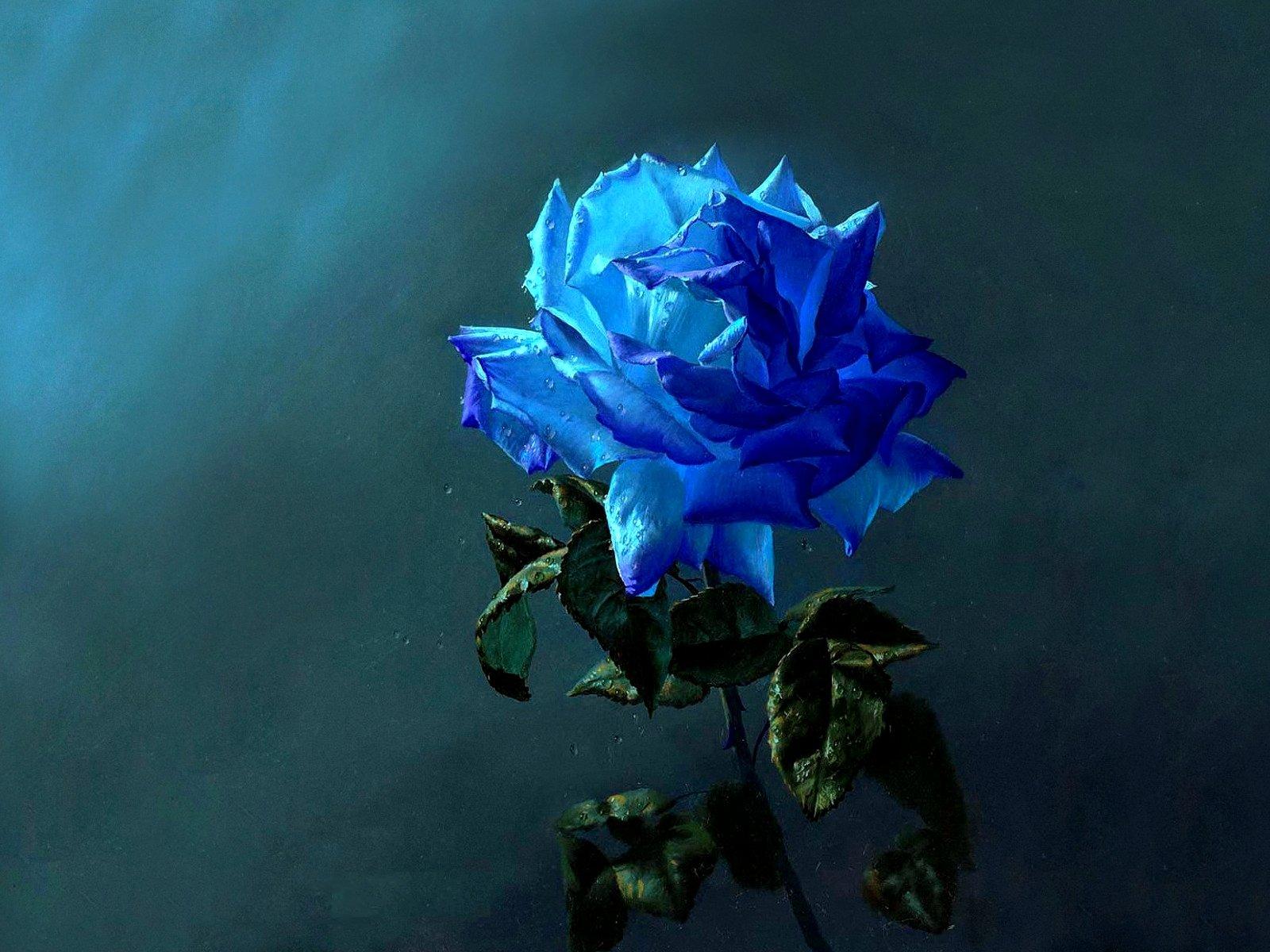 Blue Rose Garden Wallpapers - Top Free Blue Rose Garden Backgrounds ...