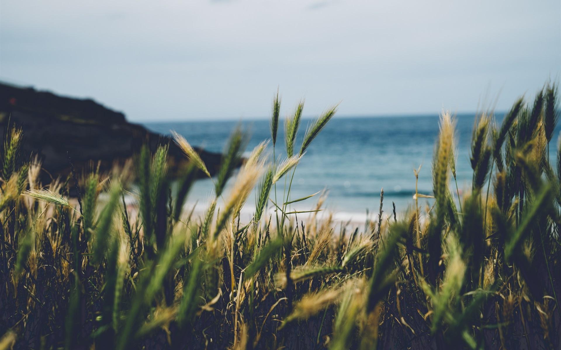 1920x1200 Wallpaper England, Cornwall, wheat, seaside 1920x1200 HD Picture, Image