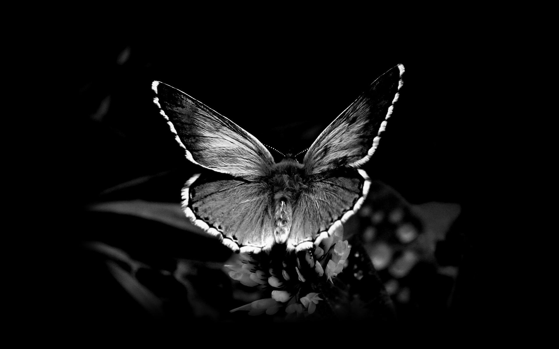 1920x1200 black and white nature butterfly insects 1920x1200 wallpaper