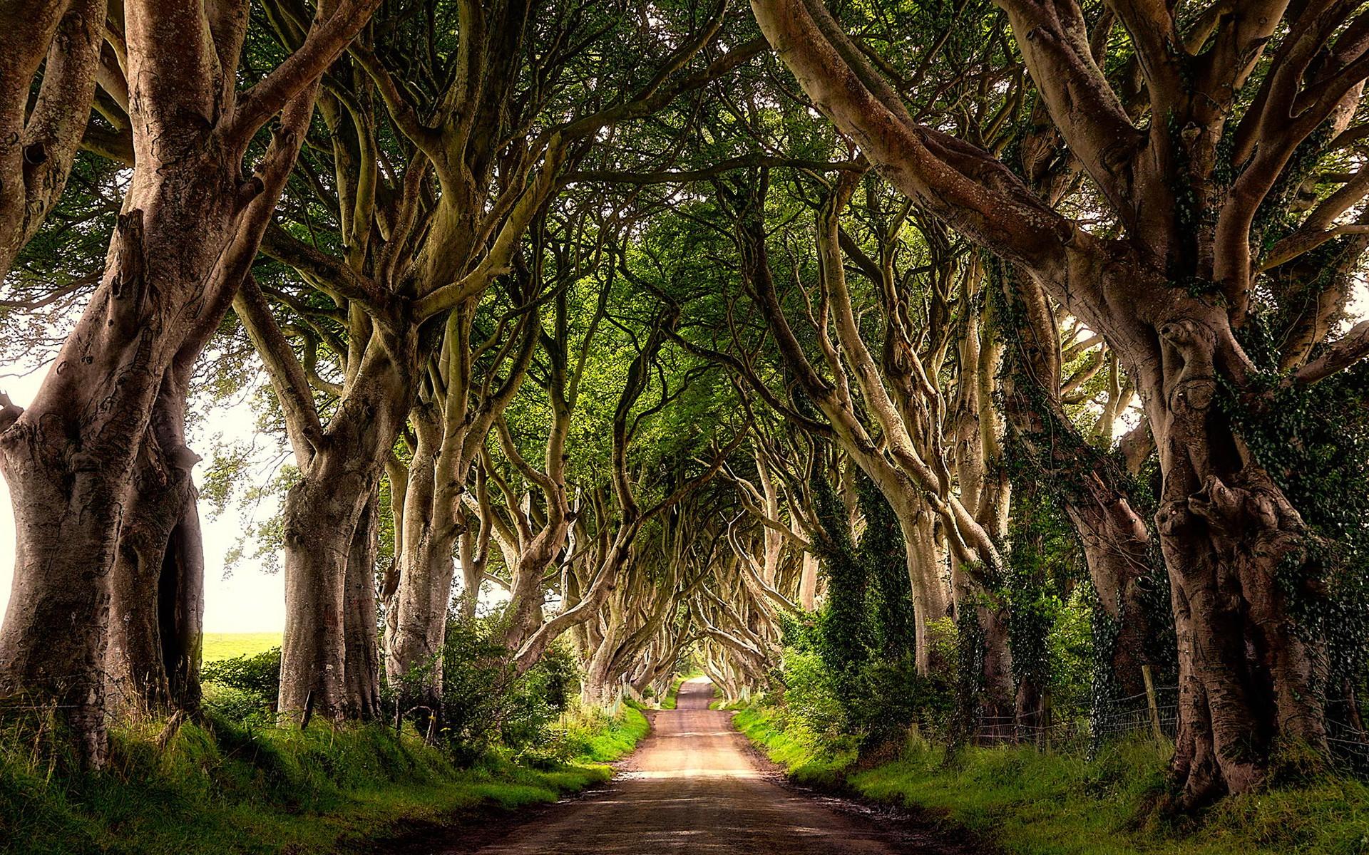 1920x1200 Dark Hedges Northern Ireland Wallpaper
