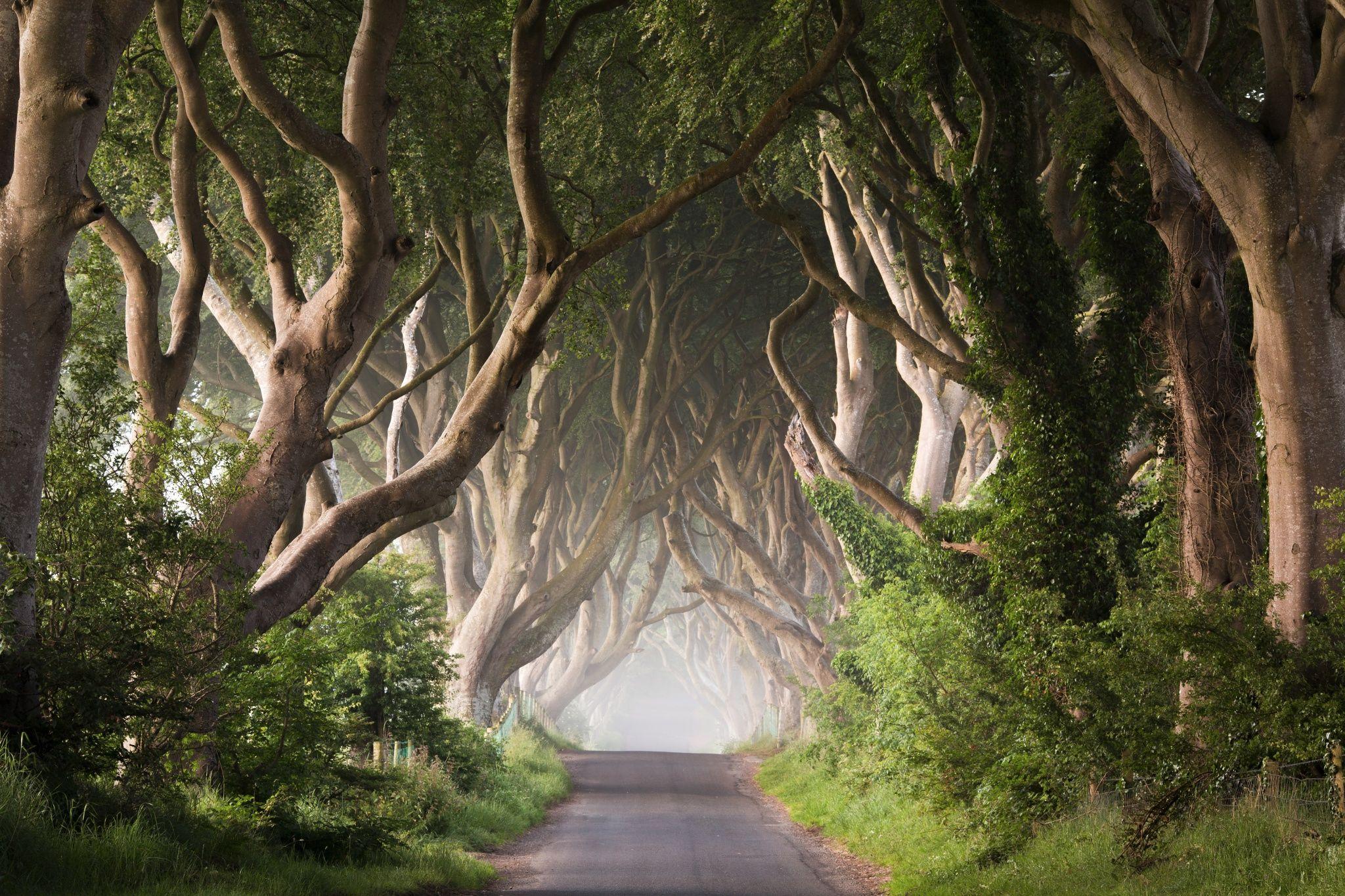 2048x1365 Dark Hedges of Thrones. Dark hedges, Ireland landscape nature, Landscape trees