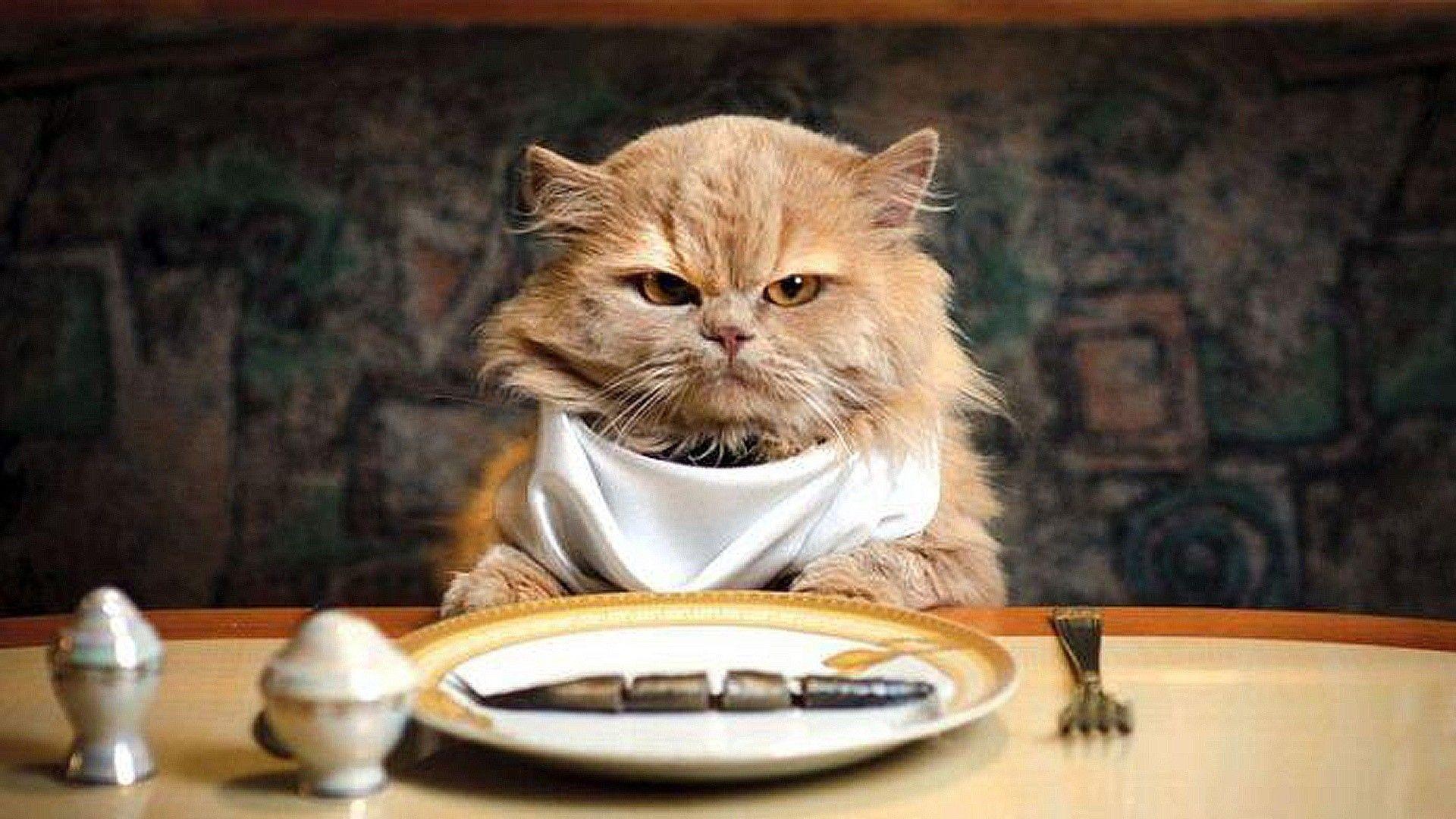 1920x1080 Cats: Cat Food Hungry Wants Funny Photo Wallpaper Cats HD 16:9