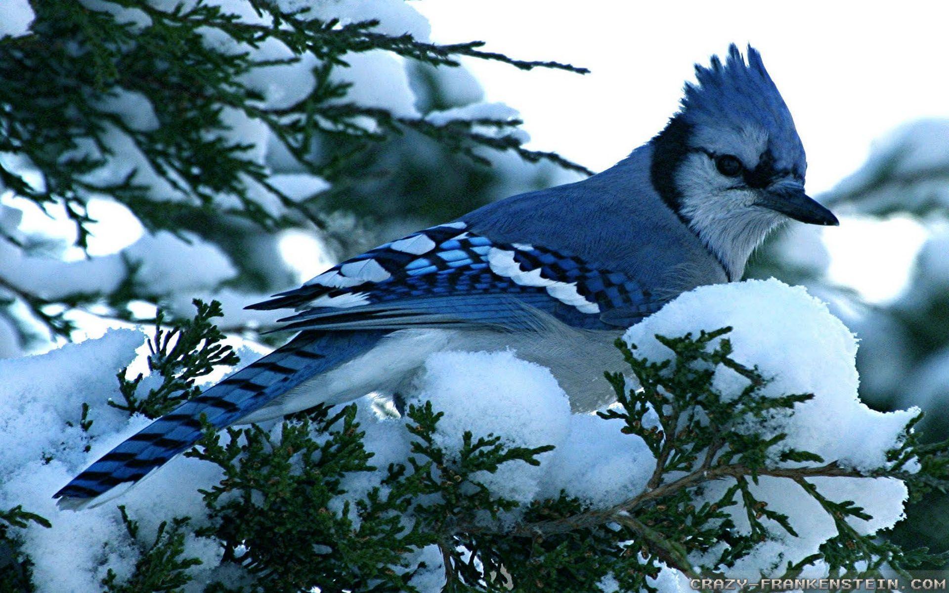 1920x1200 Blue Jay Wallpaper