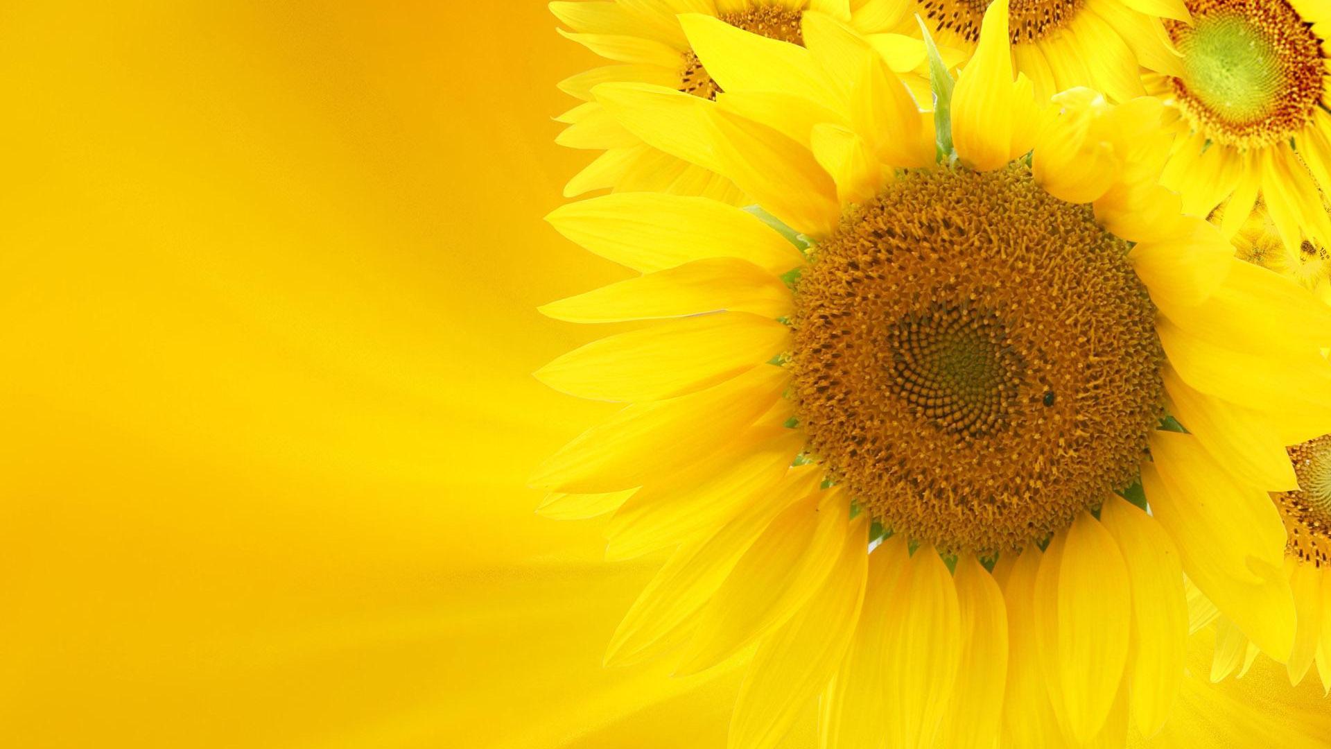 yellow aesthetic computer wallpapers sunflower backgrounds wallpaperaccess