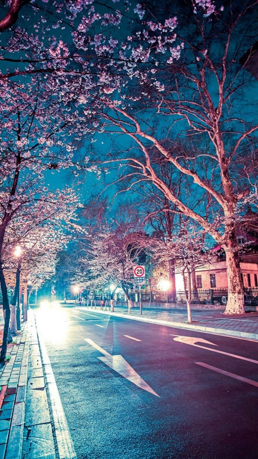 1080x1920 Phong cảnh đêm hoa anh đào Nhật Bản Hình nền iPhone 6