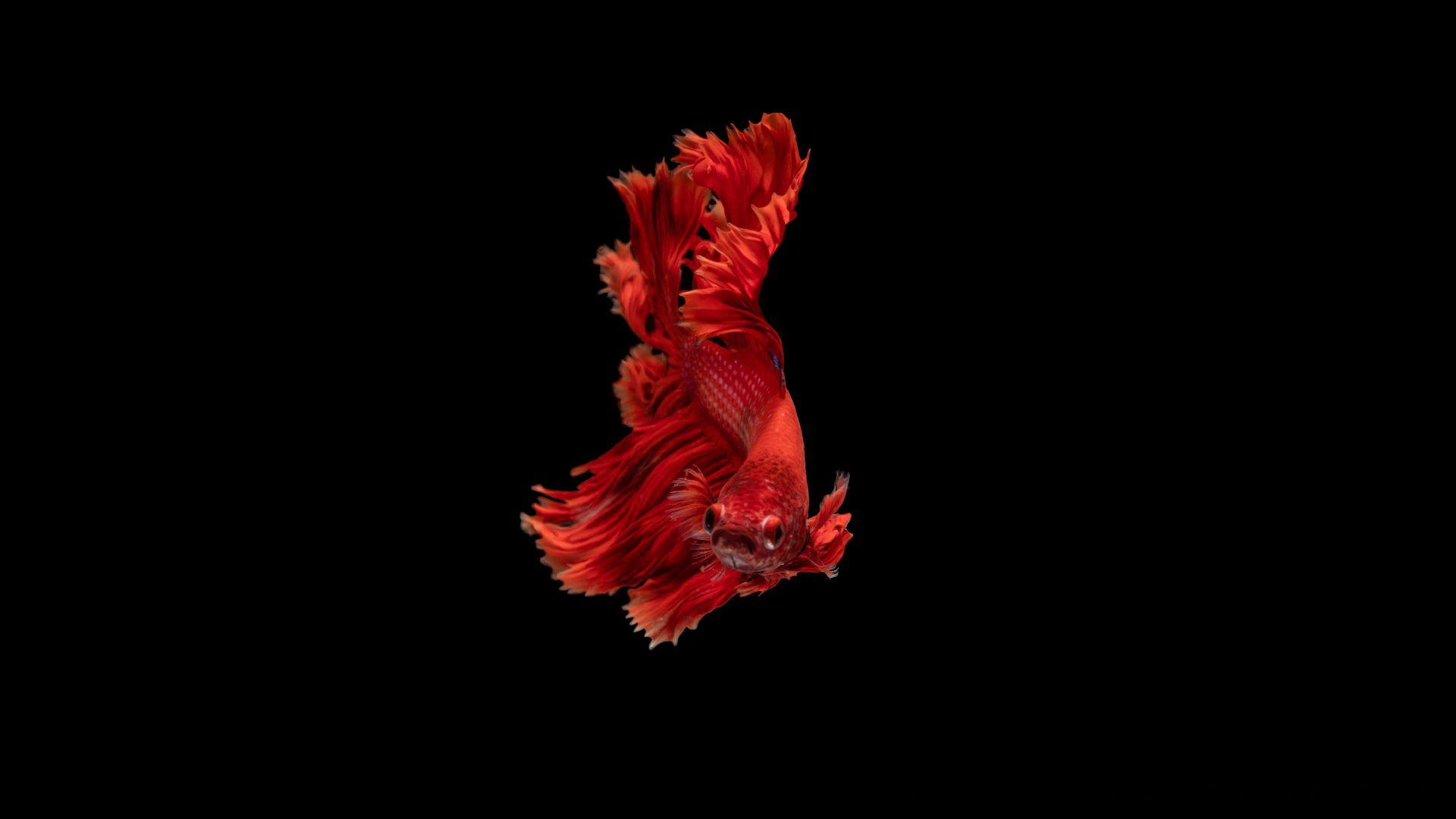 1920x1080 Desktop wallpaper red, beta fish, siamese fighting fish, minimal, HD image, picture, background, 705391