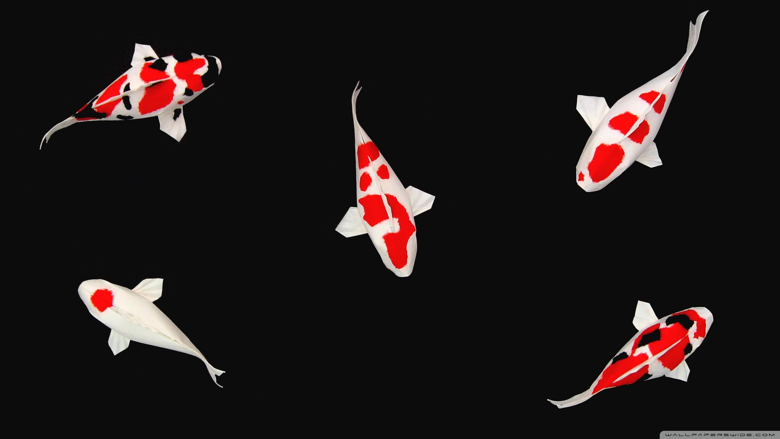 2560x1440 All About Koi Fish Life: Minimalist Koi Fish Desktop Wallpaper