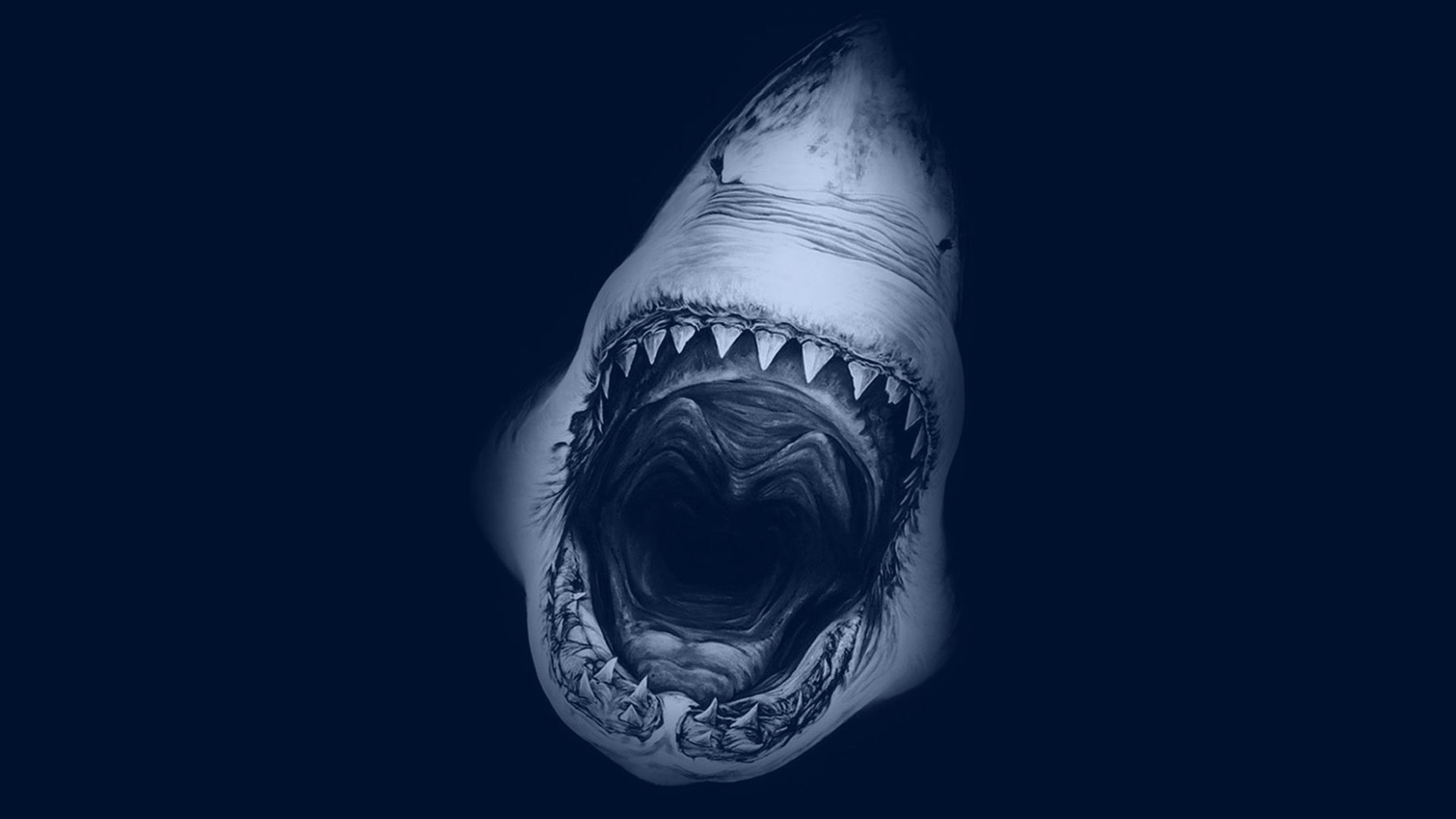 2560x1440 Desktop Wallpaper Shark Muzzle, Minimal, HD Image, Picture, Background, Vcccuv