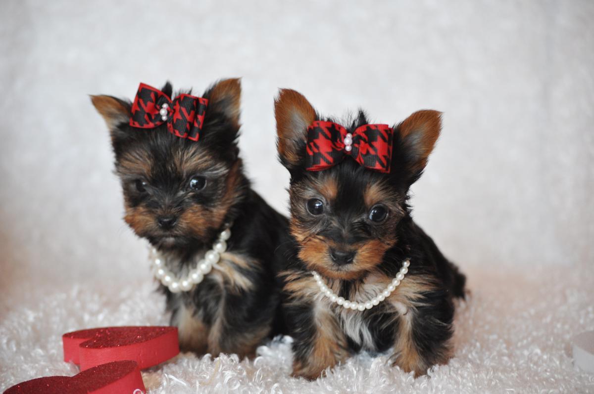 1200x797 Free download Sweet Yorkshire Terrier dogs [1200x797] for your Desktop, Mobile & Tablet. Explore Yorkie Puppy Wallpaper. Yorkie Puppy Wallpaper, Yorkie Wallpaper, Christmas Yorkie Wallpaper