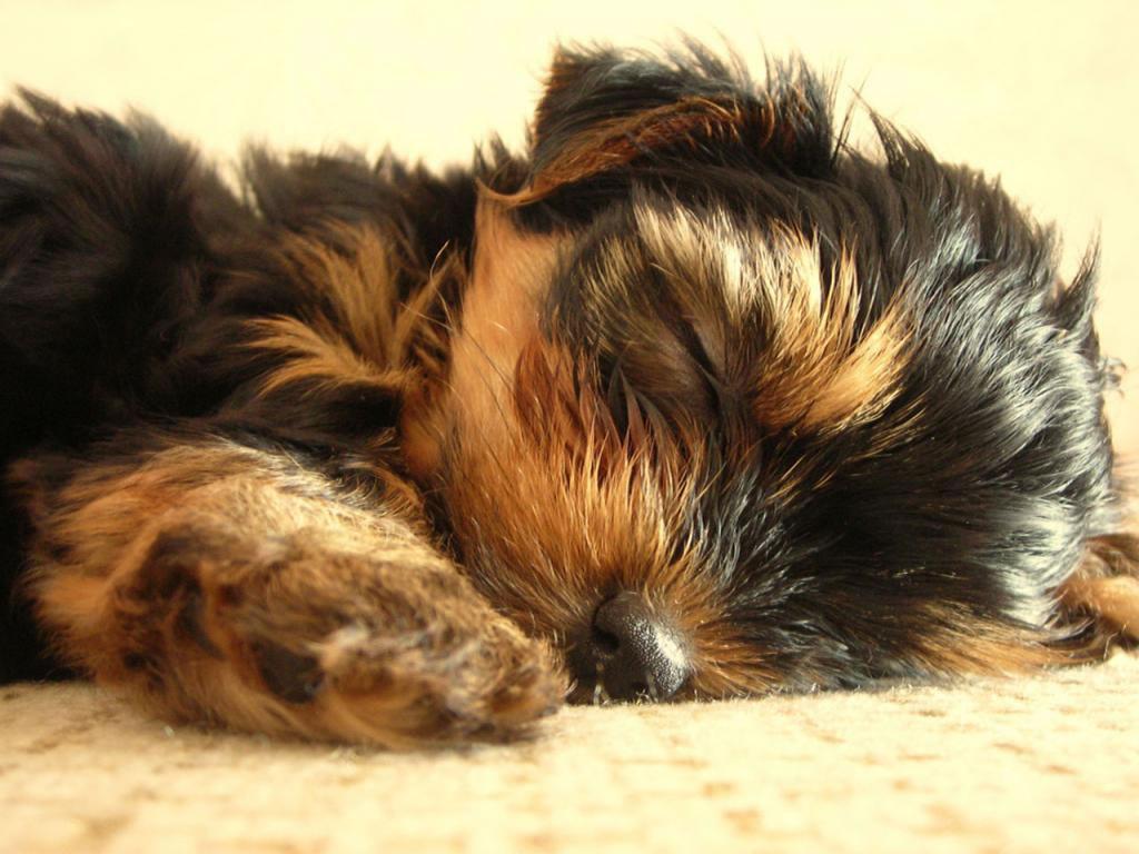 1024x768 Yorkshire Terrier puppy sleeping Doggy Rocks