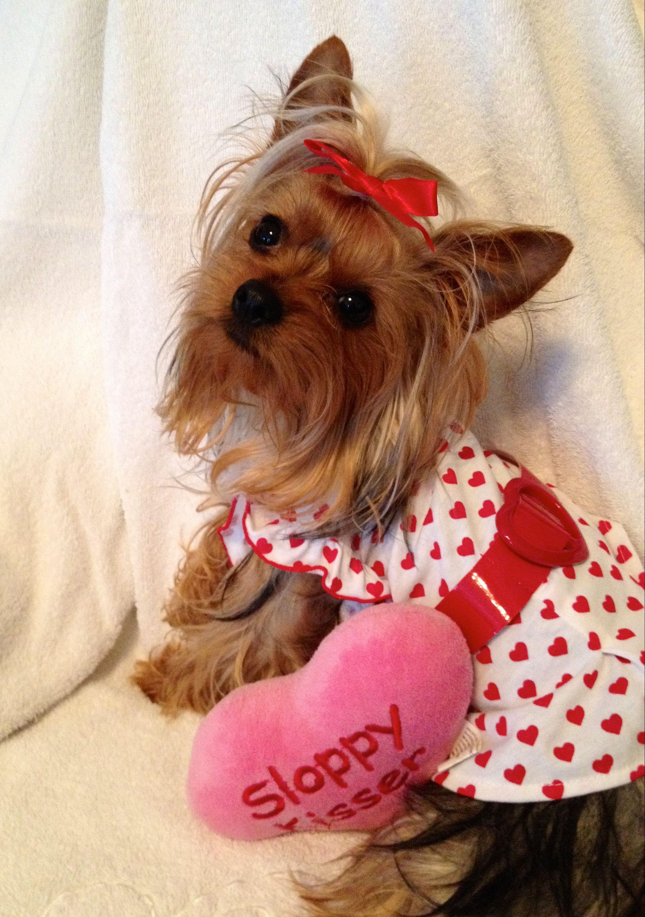 2228x3165 Yorkies※Holidays ideas. yorkie, yorkie moms, yorkshire terrier