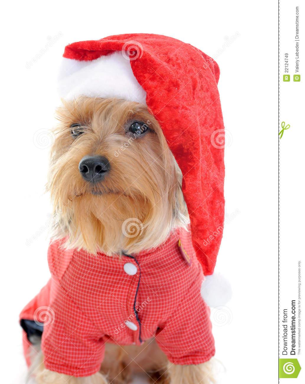 Christmas Yorkie Wallpapers - Top Free Christmas Yorkie Backgrounds