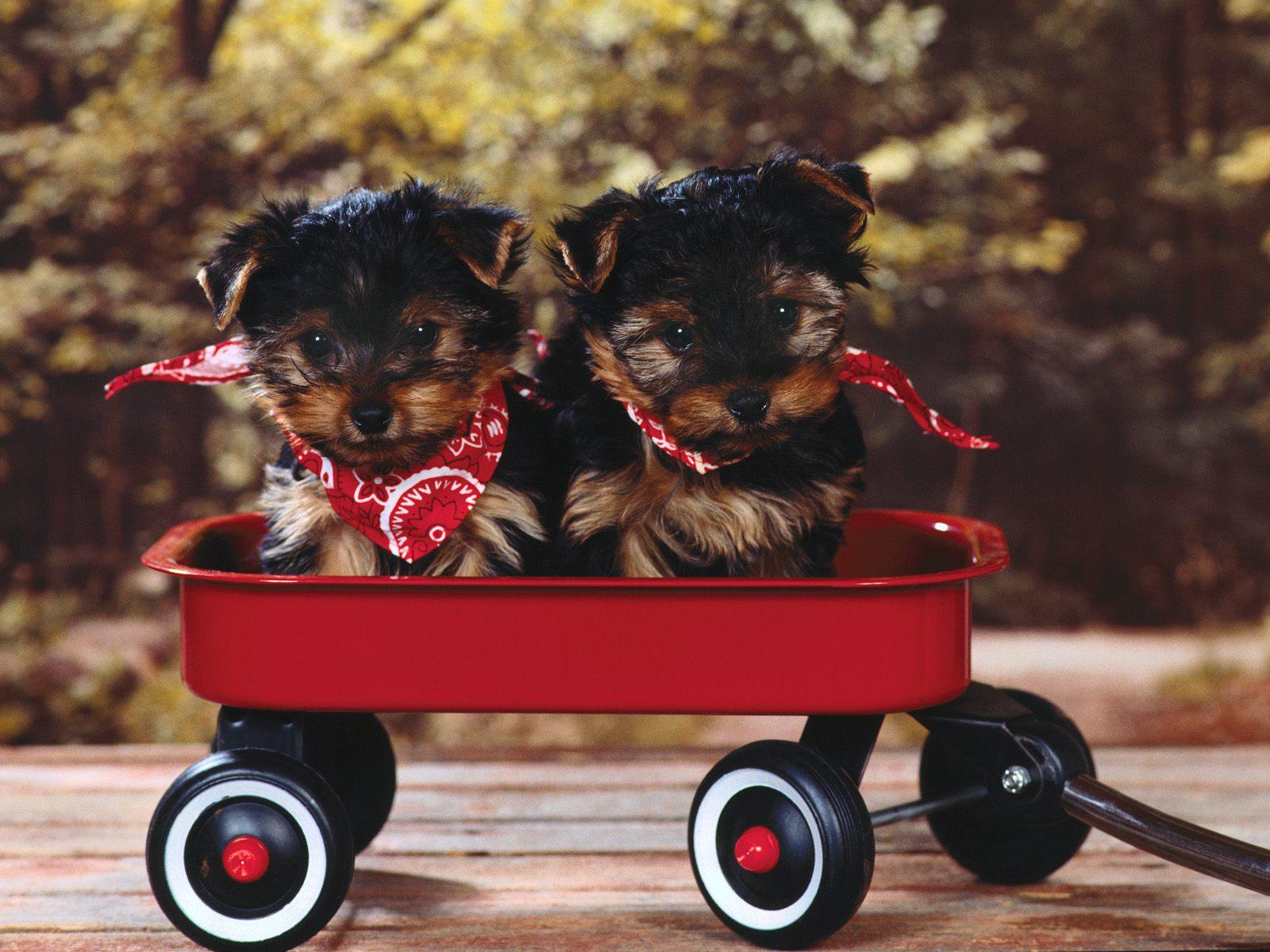 1600x1200 pies yorkshire terrier. HD Windows Wallpaper