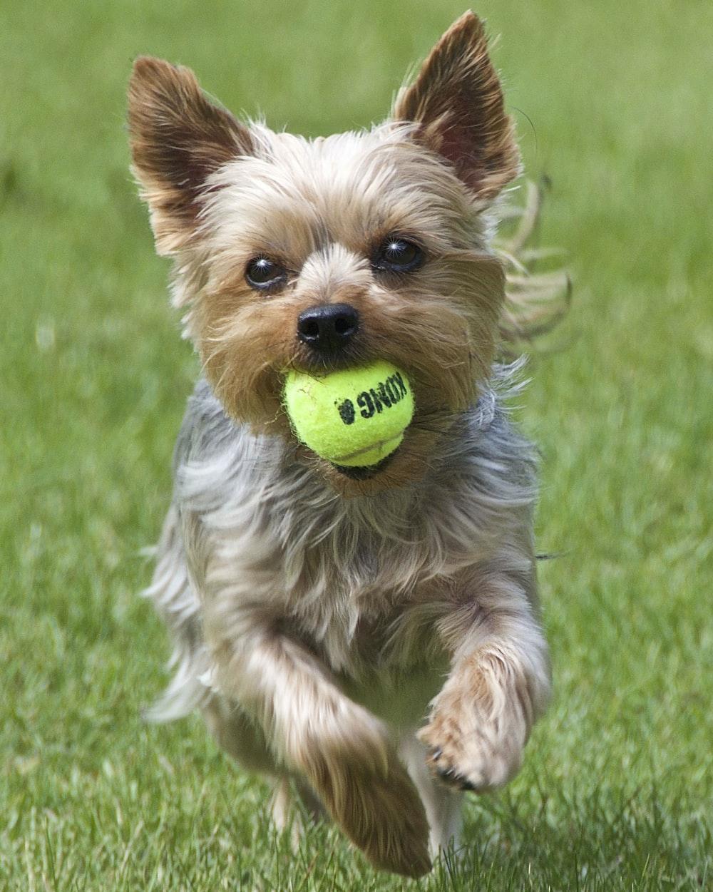 1000x1251 Yorkies Picture. Download Free Image
