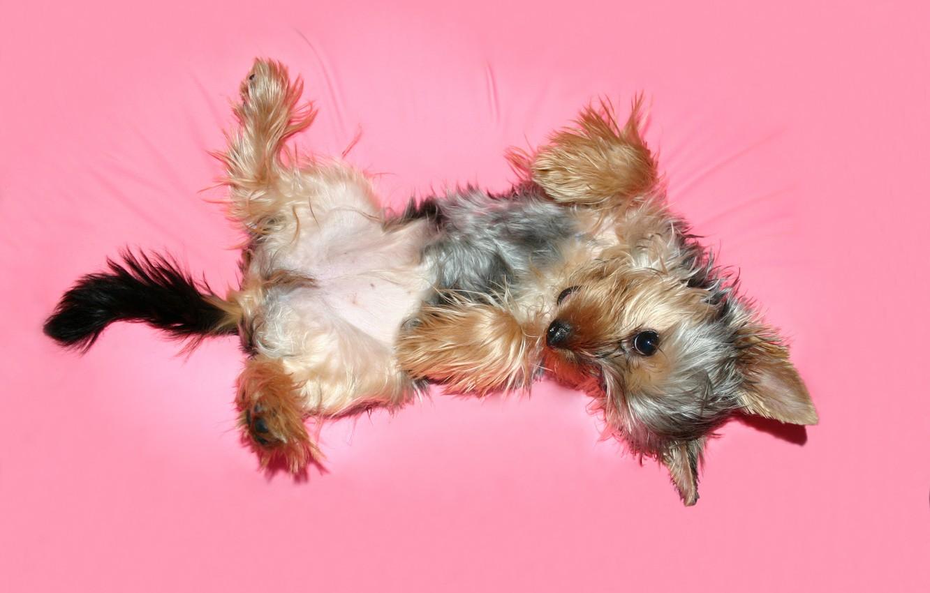 1332x850 Wallpaper background, each, pink, Yorkie image for desktop, section собаки